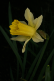 Narcissus pseudonarcissus RCP3-10 035.jpg